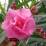 Nerium oleander 'Double Pink'