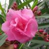 Nerium oleander 'Double Pink'