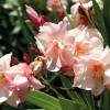 Nerium oleander 'Provence'