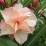 Nerium oleander 'Provence'