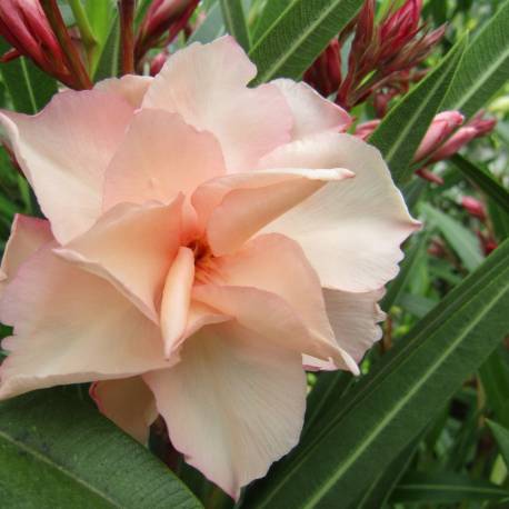 Nerium oleander 'Provence'