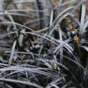Ophiopogon planiscapus 'Black Smaragd' ('Nigrescens')
