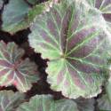 Saxifraga stolonifera 'Kinki Purple'