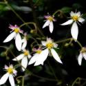 Saxifraga stolonifera 'Tricolor'