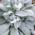 Stachys byzantina 'Big Ears'