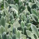 Stachys byzantina 'Silver Carpet'