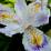 Iris japonica