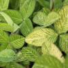Trifolium pratense 'Susan Smith'