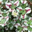 Trifolium repens 'Dragon's Blood'