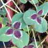 Trifolium repens 'Josephine'