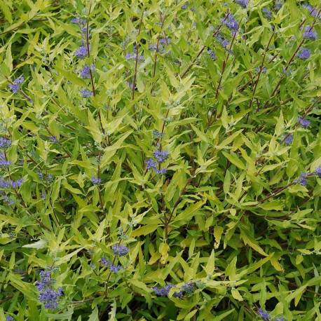 Caryopteris × clandonensis 'Worcester Gold'