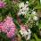 Spiraea japonica 'Shirobana'