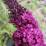 Buddleja davidii 'Royal Red'