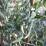 Euonymus fortunei 'Wolong Ghost'