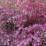 Loropetalum chinense 'Black Pearl'
