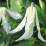 Clematis integrifolia 'Alba'