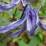 Clematis integrifolia 'Caerulea'
