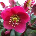 Helleborus 'Anna's Red'