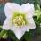 Helleborus 'Pretty Ellen White'