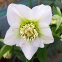 Helleborus 'Pretty Ellen White'