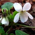 Viola odorata ‘Miracle Bride White’