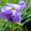Viola odorata 'De Toulouse'