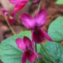 Viola odorata 'Miracle Red'