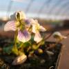Viola papilionacea ‘Alba’