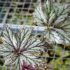 Begonia x hybrida 'Benitochiba'