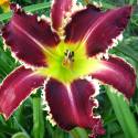 Hemerocallis 'Eight Miles High'