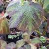 Begonia 'Burle Marx'