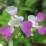 Impatiens balfourii