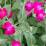 Lychnis coronaria