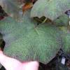 Begonia 'Burle Marx'