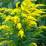 Solidago canadensis