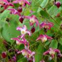 Epimedium x rubrum