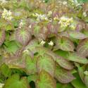 Epimedium x versicolor 'Sulphureum'