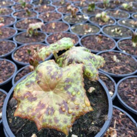Podophyllum hexandrum 'Spotty Dotty'