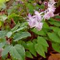 Epimedium × youngianum 'Roseum' 