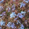 Corydalis flexuosa 'Purple Leaf' 