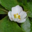 Podophyllum peltatum