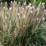 Pennisetum alopecuroides 'Magic'
