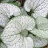 Brunnera macrophylla 'Silver Heart'