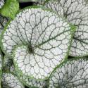 Brunnera macrophylla 'Silver Heart'