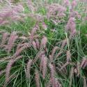 Pennisetum orientale 'Karley Rose'