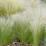 Stipa tenuissima