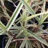 Carex phyllocephala ‘Spark Plug’ 