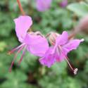 Geranium x cantabrigiense 'Karmina