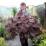 Heuchera villosa 'XXL'